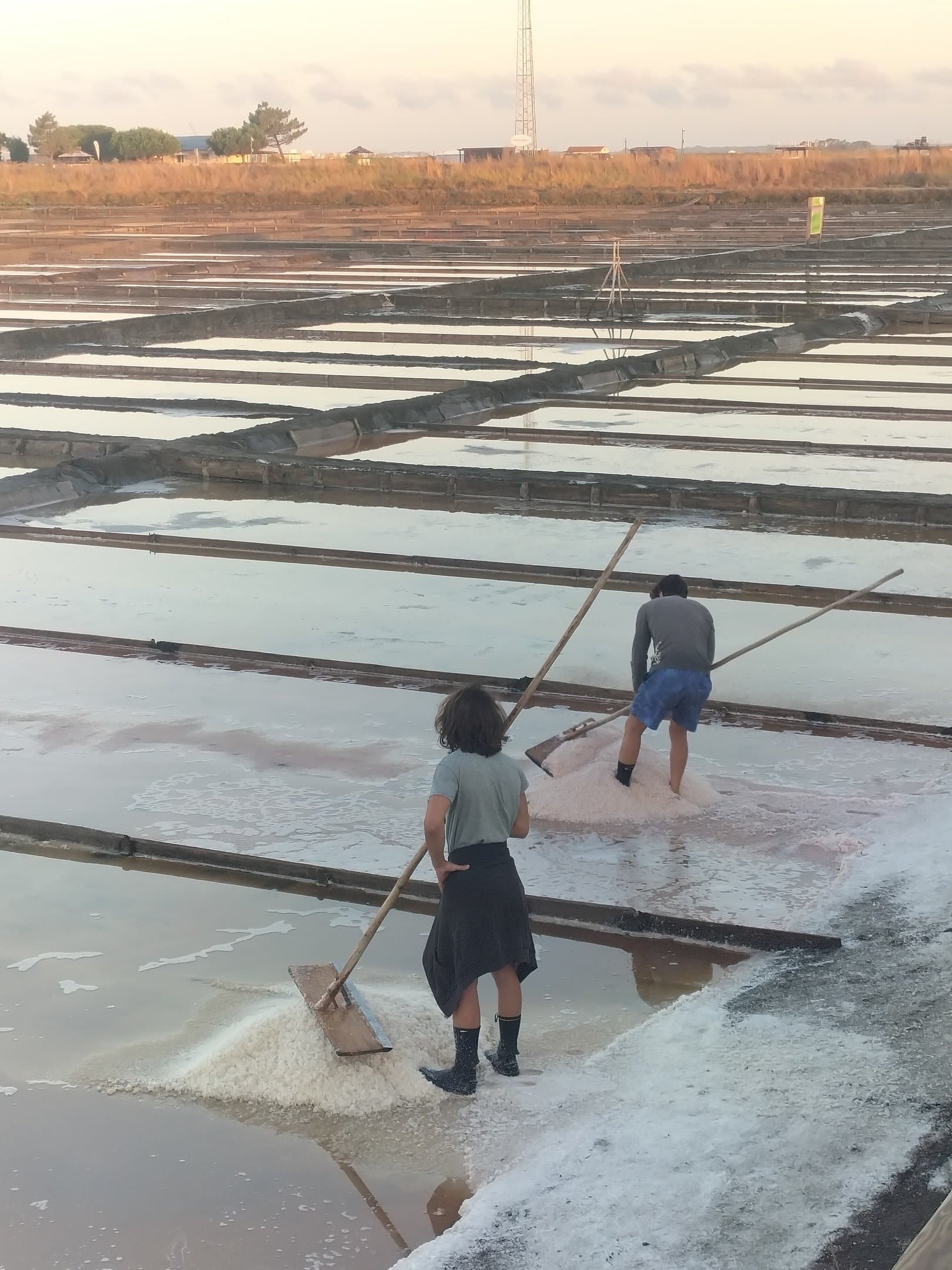 Dos salineros recogen sal con rodillo de madera al amanecer, entre los tajos inundados